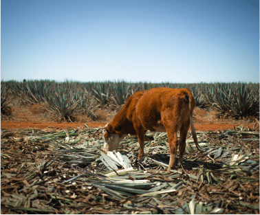 Maduración del agave
